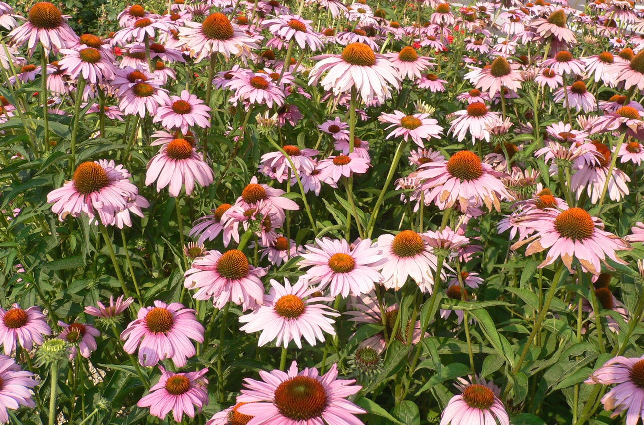purple pink daisy flowers field.jpg