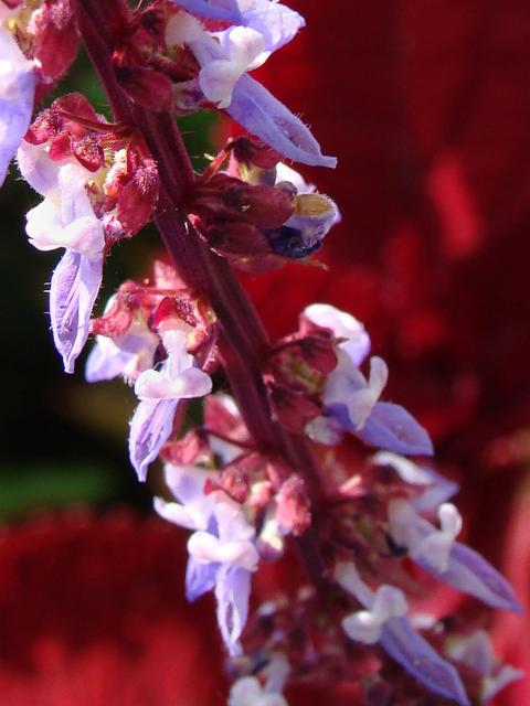 close up picture of coleus flowers in red, lught purple colrs.jpg
