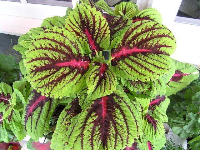 Coleu annuals.jpg