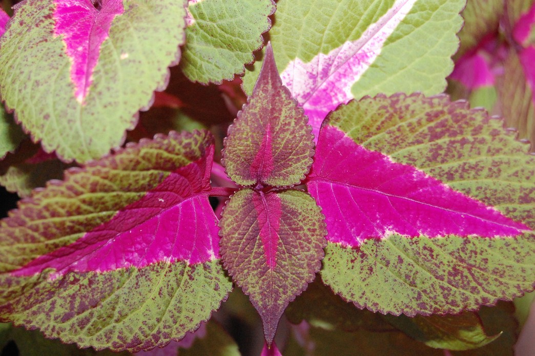 Coleus blooms.jpg