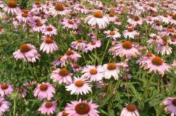 purple pink daisy flowers field.jpg