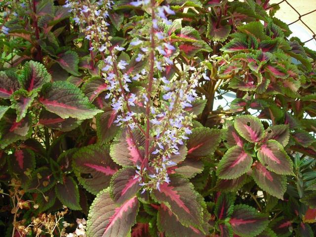 coleus flowering picture.jpg