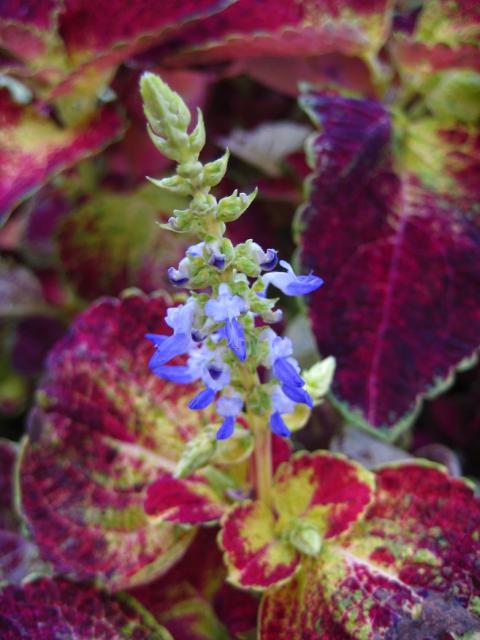 Coleus flowers.jpg