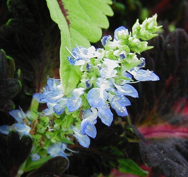Coleus flowers images.jpg