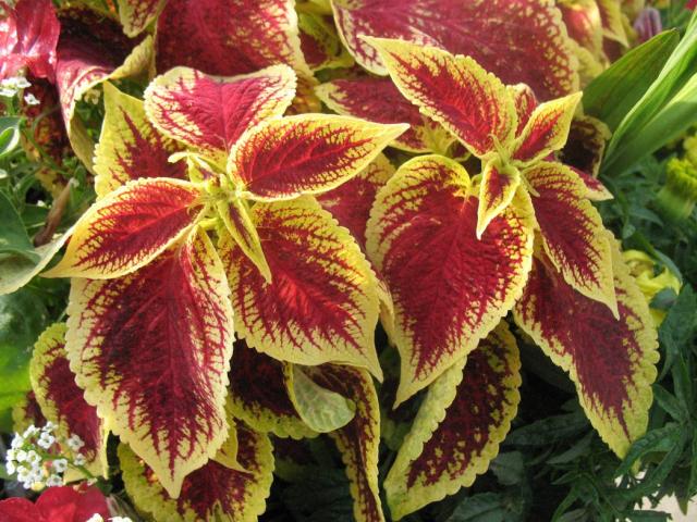 Coleus flowers picture.jpg
