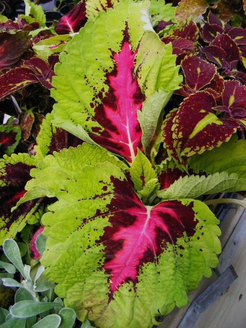coleus flowers plant with beautiful patterns.jpg