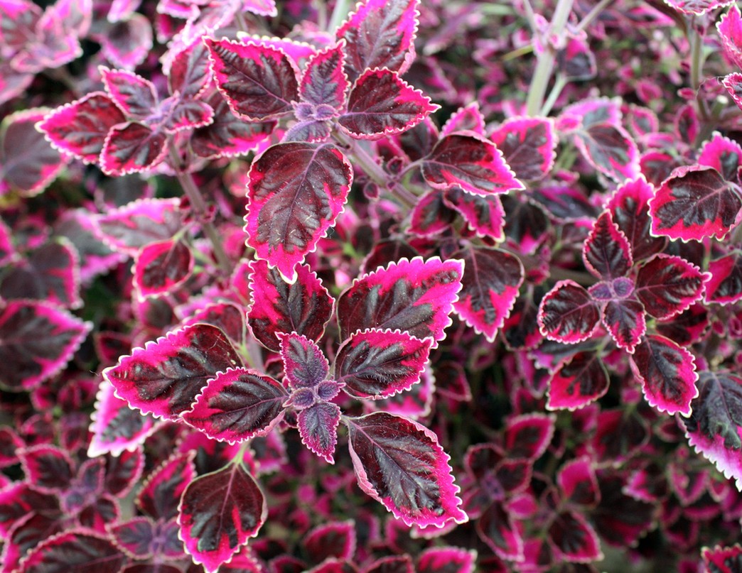 coleus garden flowers.jpg