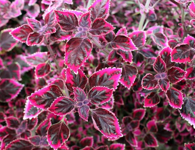 coleus garden flowers.jpg