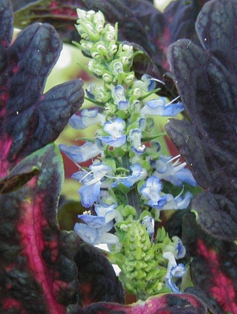 coleus garden flowers picture.jpg