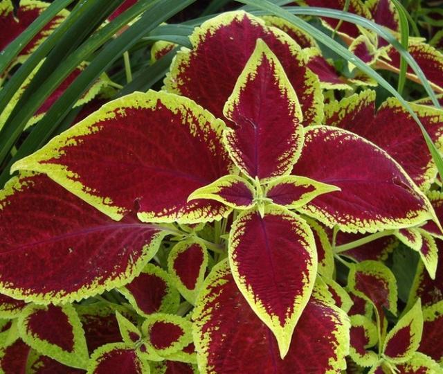 coleus leaves.jpg