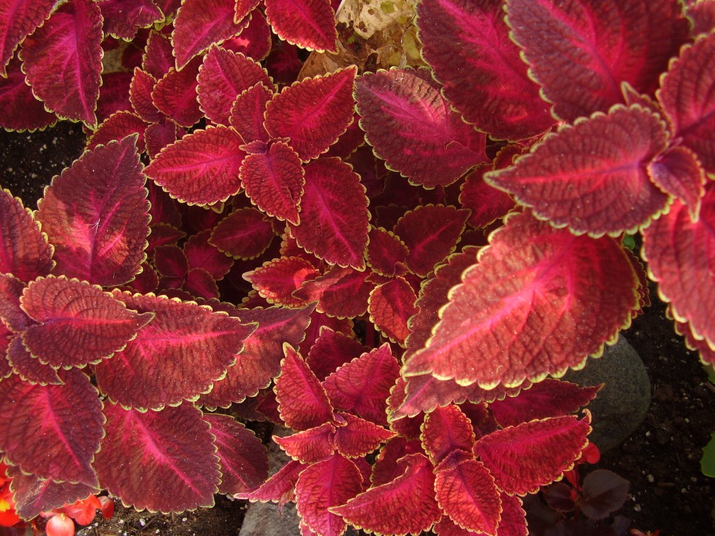 Coleus perennial.jpg