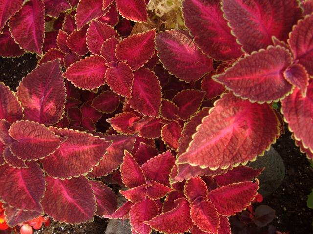 Coleus perennial.jpg