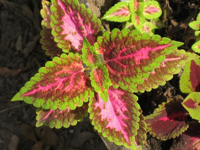 coleus plant flowers picture.jpg