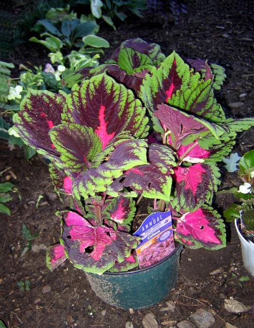 Coleus plants.jpg