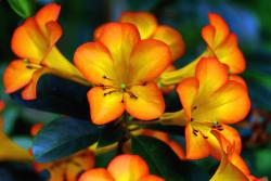 Tropical Rhododendron.jpg
