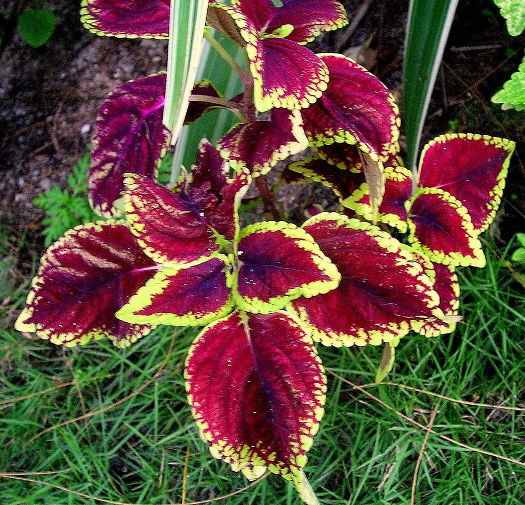 Coleus scutellarioides.jpg
