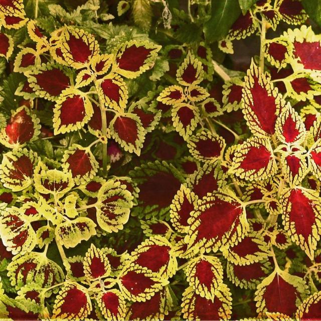 coleus winter.jpg