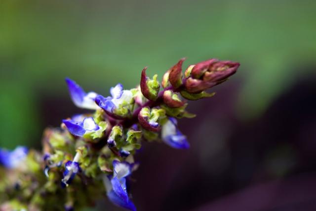 dark purple coleus flowers pic.jpg