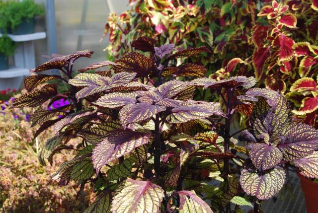 dark purple garden flowers with coleus flowers.jpg