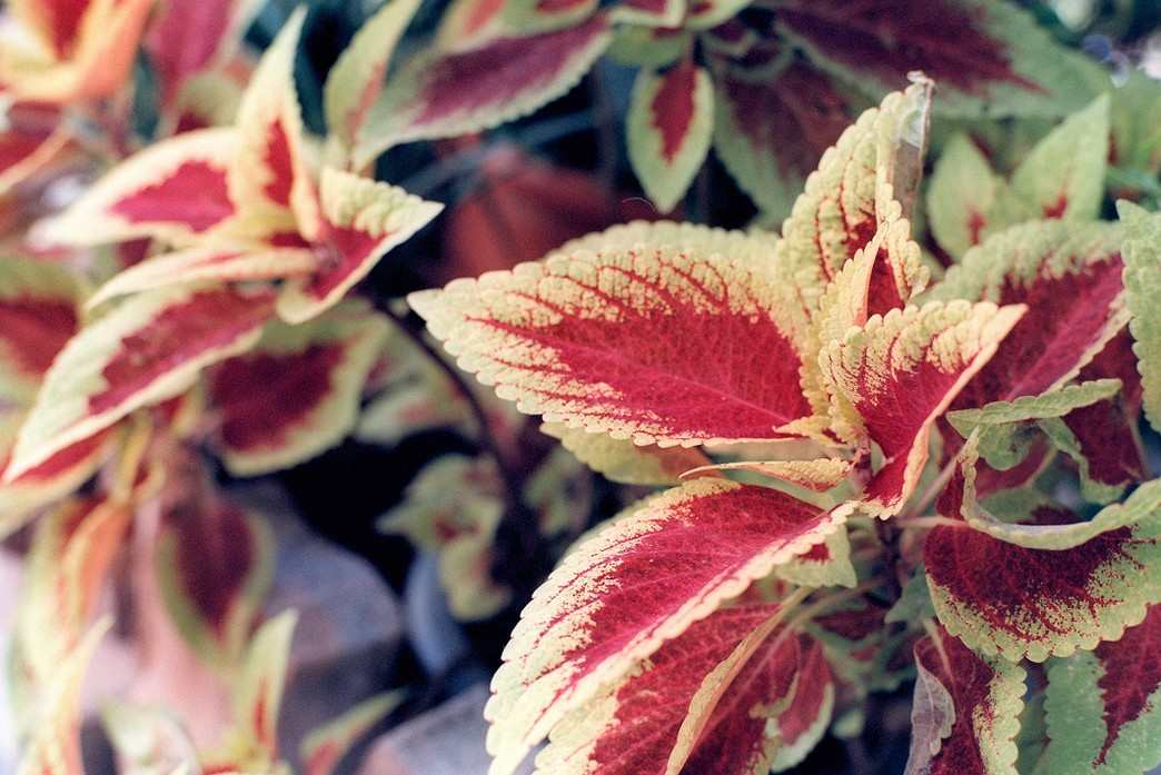 dwarf flowers coleus plant.jpg