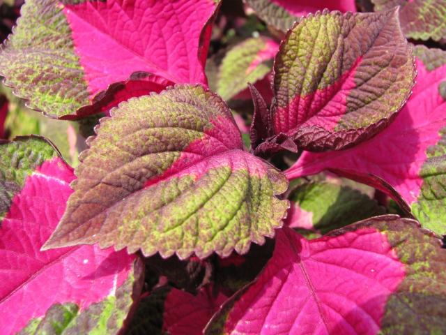 fall flowers coleus plants with bright colors.jpg