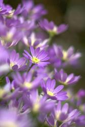 purple Japanese daisies.jpg