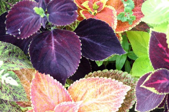 garden plants coleus flowers in different colors.jpg