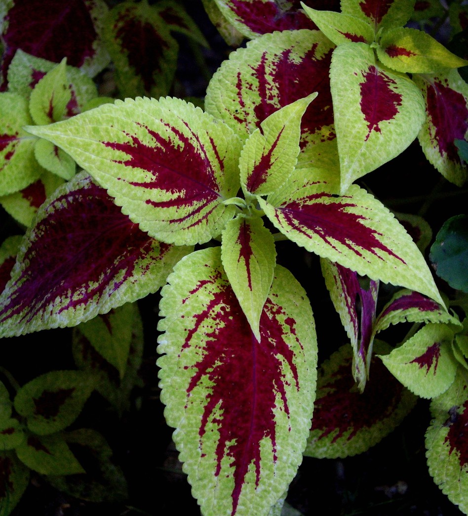 hardy garden flowers_Coleus plants.jpg