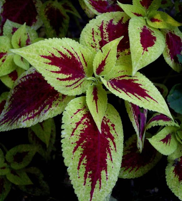 hardy garden flowers_Coleus plants.jpg