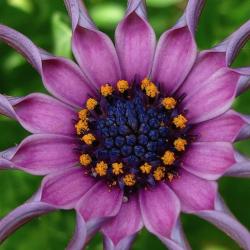 purple haze flower.jpg