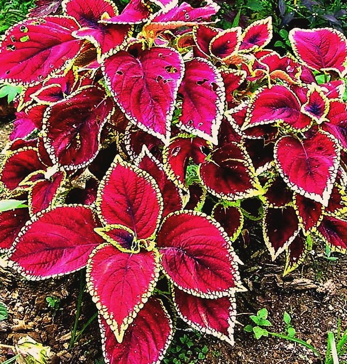 pic of coleus plants.jpg