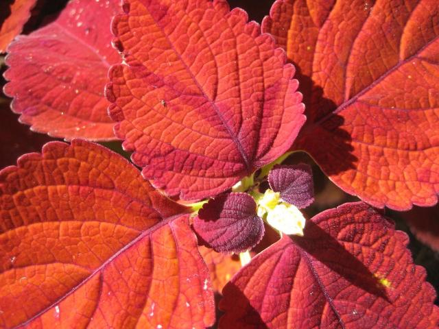 potted flowers coleus.jpg