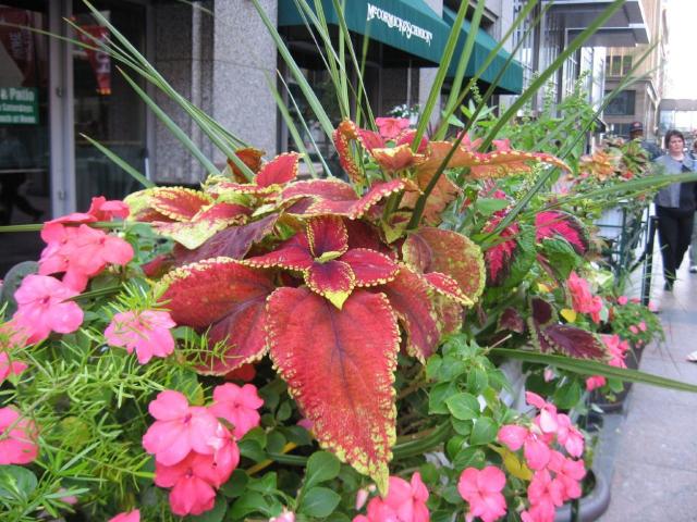potted plants coleus.jpg