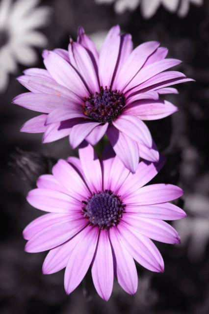 purple Gerbera.jpg