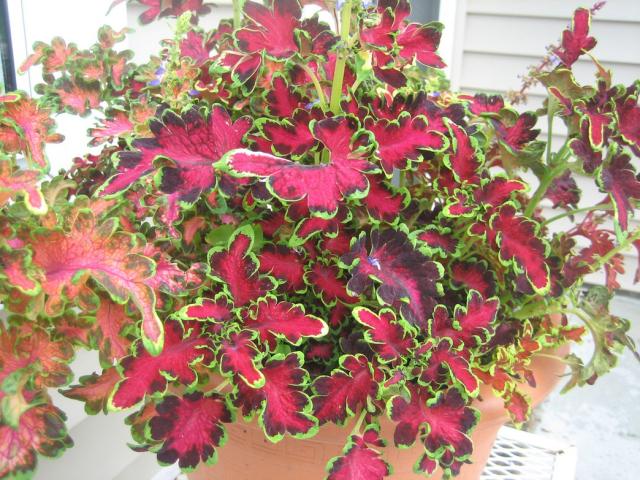 unique coleus flowers plant pretty shapes flowers.jpg