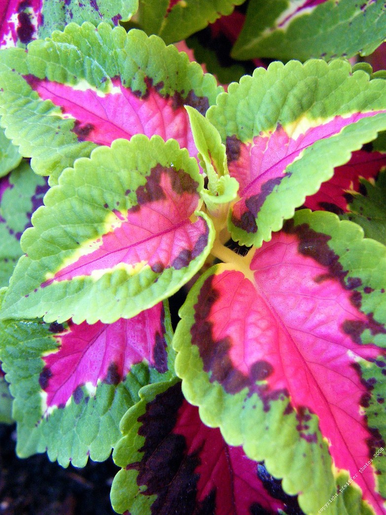 Wizard Rose Coleus flowers in green and pink.jpg