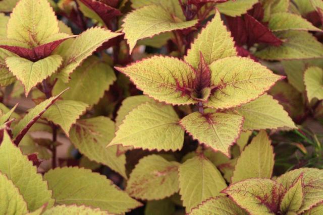 yellow coleus flower plant.jpg