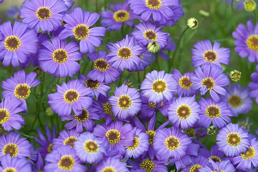 purple flowers picture.jpg