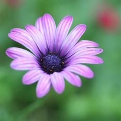 purple daisy.jpg