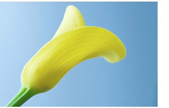 light yellow cream calla lily flower photo.jpg