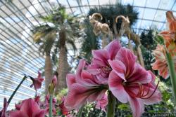 Lily Flowers Gallery