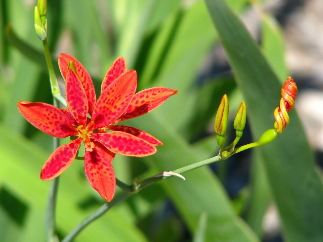 Blackberry Lily in red.jpg