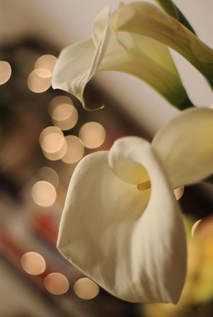 Bouquet calla lily flower.jpg