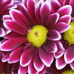 purple daisy with white lines with yellow center.jpg