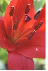 bright red lily flower.jpg