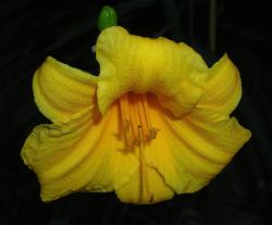 bright yellow lily flower picture.jpg