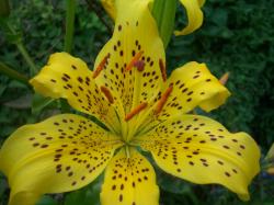 Bright Yellow Lily with dots.jpg