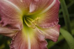 brown red lily flower photo.jpg