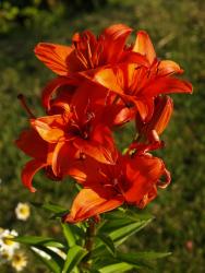 canna lily flower image.jpg