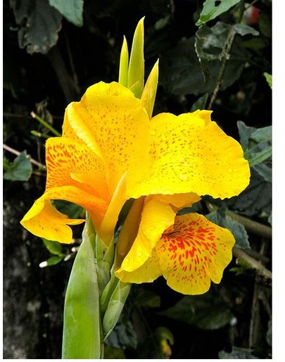Canna lily flowers in bright yellow with orange dots.jpg
